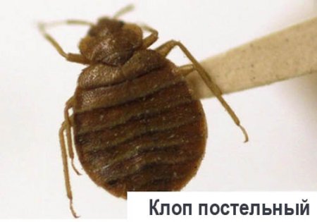 клоп постельный