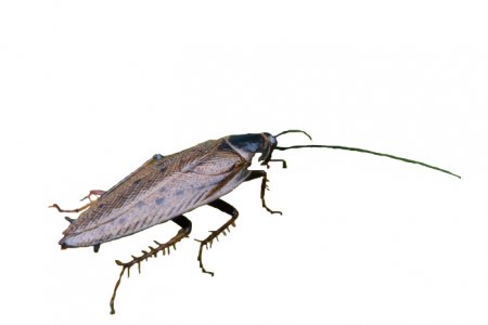 лесной лапландский таракан (Ectobius lapponicus)