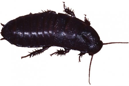 бескрылый реликтовый таракан (Cryptocercus relictus)