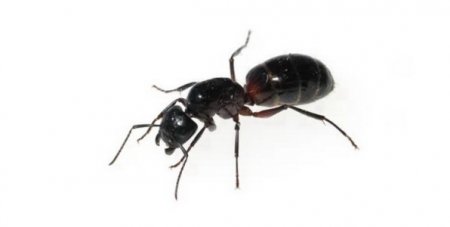 муравей-древоточец (camponotus)