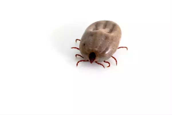 собачий клещ (dermacentor variabilis)